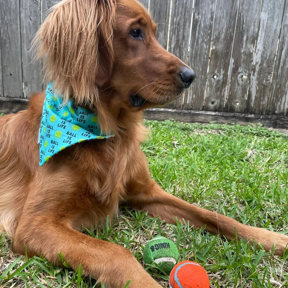 Ball is LIFE Aqua Dog Bandana