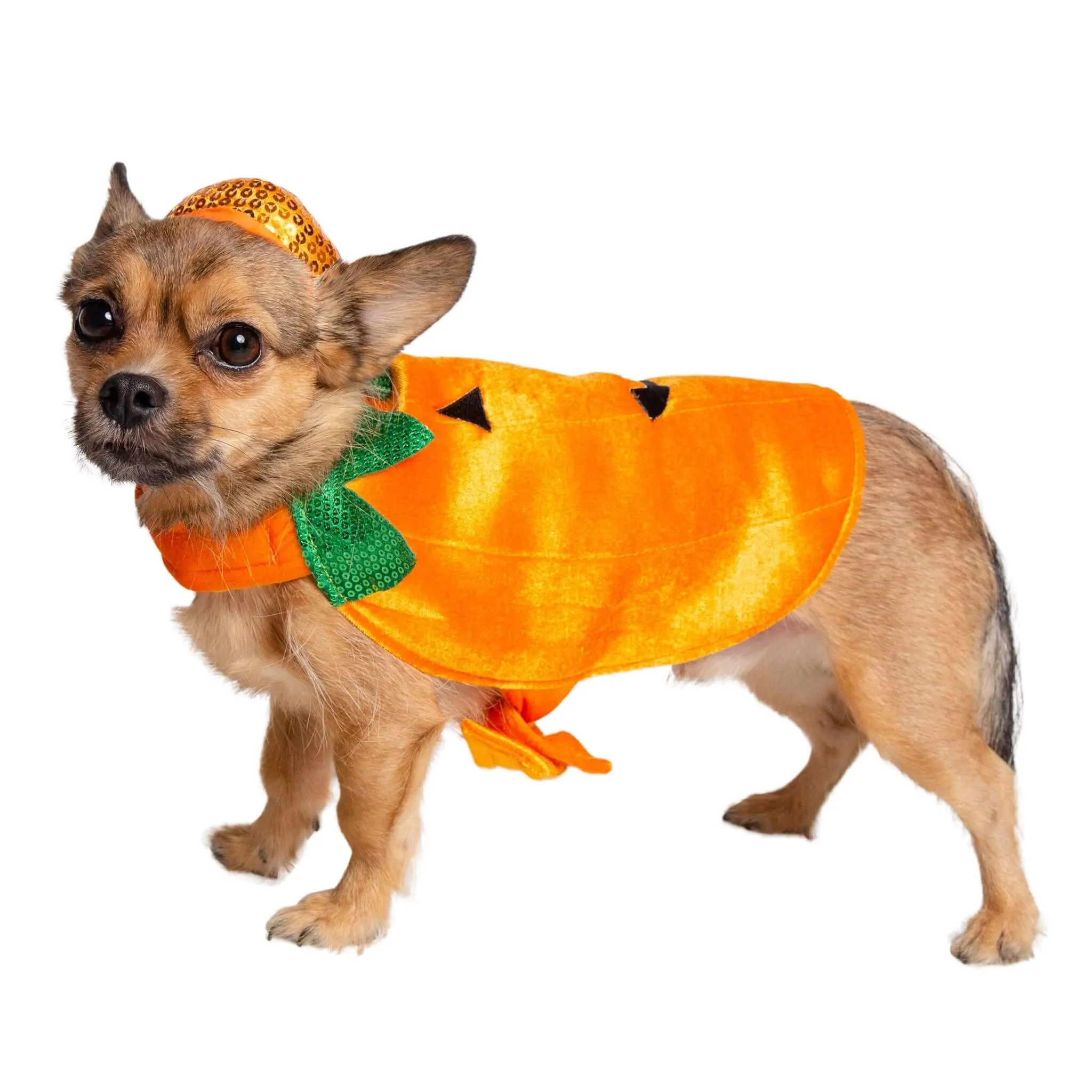 Pumpkin Dog Costume