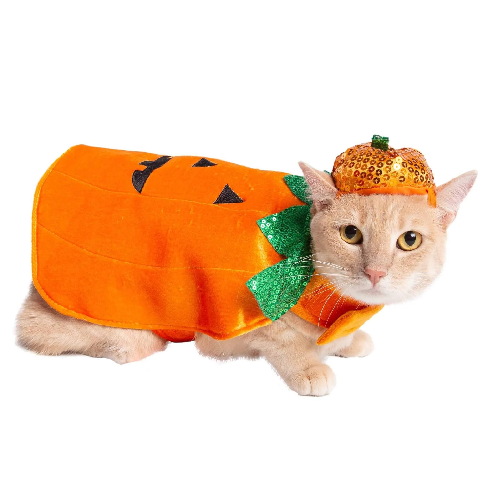 Pumpkin Dog Costume